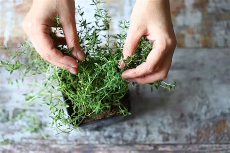How To Plant Thyme Minneopa Orchards