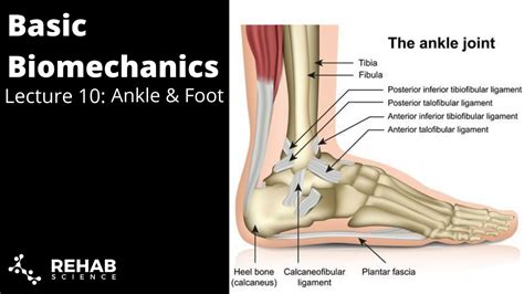 Foot Anatomy And Biomechanics Foot Ankle Orthobullets My XXX Hot Girl