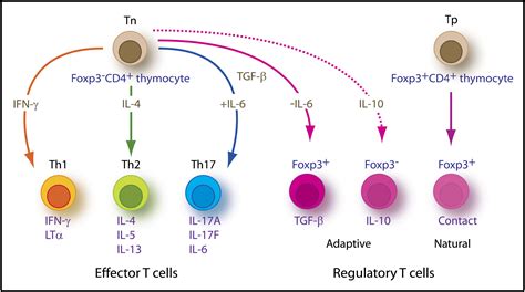 Th An Effector Cd T Cell Lineage With Regulatory T Cell Ties Immunity