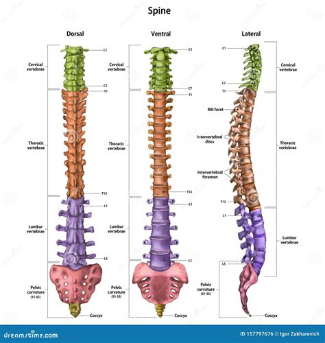 The Human Spine Vertebral Column With The Name And Description Of All