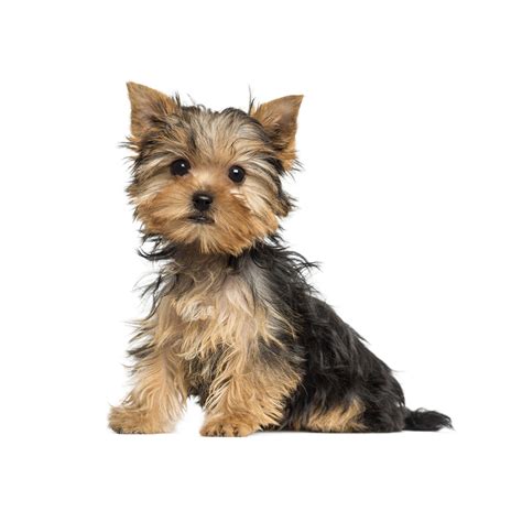 Toys And Teacups The 7 Best Miniature Dog Breeds Pethelpful