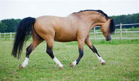 The Welsh Pony And Cob Helpful Horse Hints
