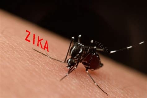 Should We Be Afraid Of Zika