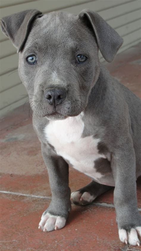 Grey Pitbull Amstaff Puppy Puppies Cute Animals Blue Nose Pitbull