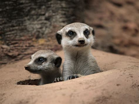 129 Best Meerkats Images On Pinterest Wild Animals Funny Animals And