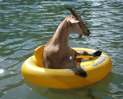 Goat On A Boat Nustem