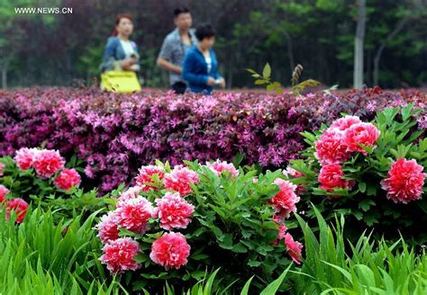Peony Flowers Seen In Luoyang Central China 4 5 Headlines Features Photo And Videos From