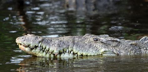 Are There Alligators In Mexico A Comprehensive Look