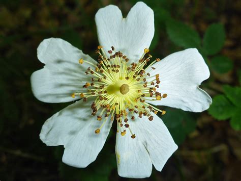 Photographs Of Rosa Arvensis Uk Wildflowers Clustered Stamens