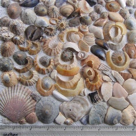 166 Natural Sea Shells Shell Fragments Art Mosaic Craft Etsy In 2021