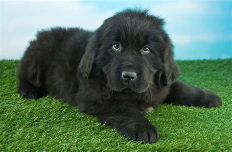 Eur enter minimum price to eur enter maximum price. Newfoundland Dog Names - Dogtime
