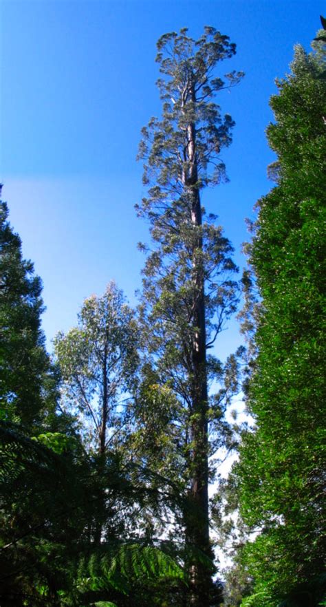 Tallest Trees Centurion Arbor Operations
