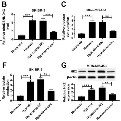 silence of circdennd4c inhibits glycolysis in breast cancer cells under download scientific