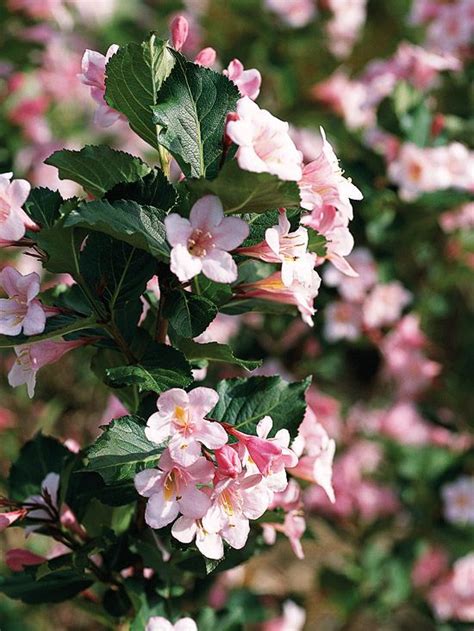 These bushes are very popular and relatively easy to maintain. 131 best Flowers - Weigelas images on Pinterest | Shrubs ...