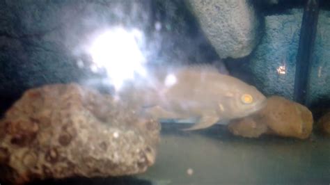 Ikan oscar ini juga masuk dalam keluarga cichlid, ikan ini juga termasuk dalam jenis ikan yang. Jual ikan Oskar lohan teksas patin albino cupang - YouTube