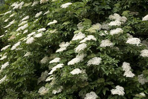 How To Grow The Common Elderberry Shrub