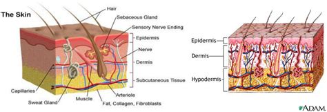 Facts About The System Integumentary System 101