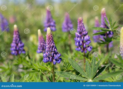 Lupinus Commonly Known As Lupin Or Lupine Is In The Meadow Flower