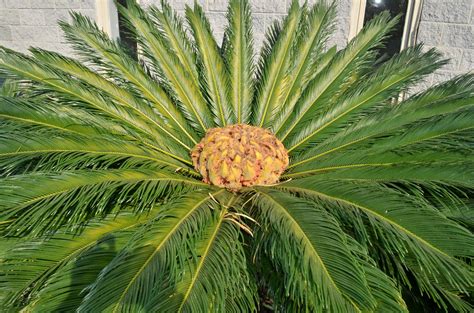 Cycad Revulata Sago Palm Brians Botanicals