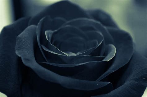 Black Roses A Fascinating Myth How Real Are They