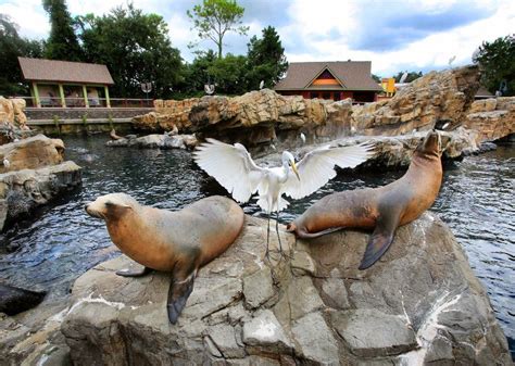 12 Facts From Seaworlds Sea Lion Seal Tour Orlando Sentinel