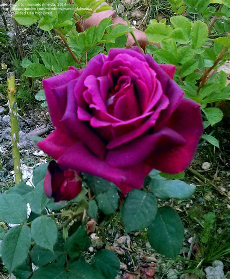 Plantfiles Pictures Hybrid Tea Rose Big Purple Rosa