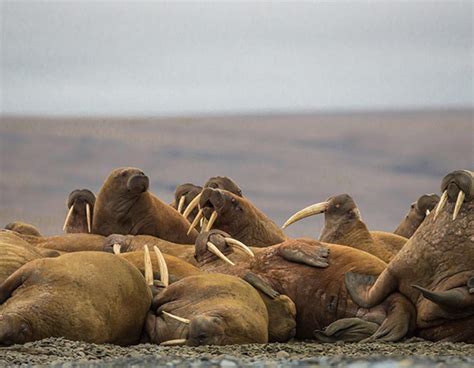 Our Planet Behind The Scenes With A One Tonne Walrus Wwf