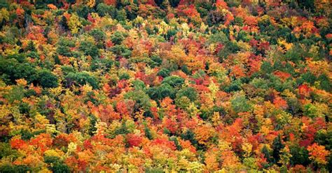 Find Fall Leaf Peeping Spots In And Around Clifton Park Ny