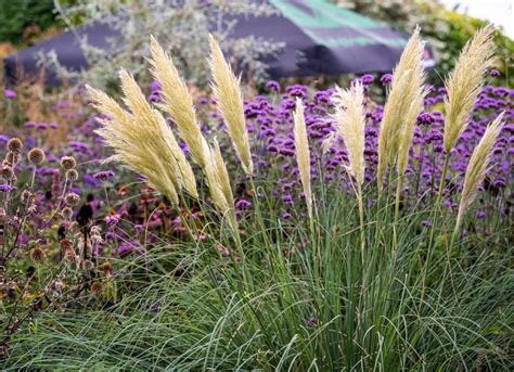 How To Grow And Care For Pampas Grass