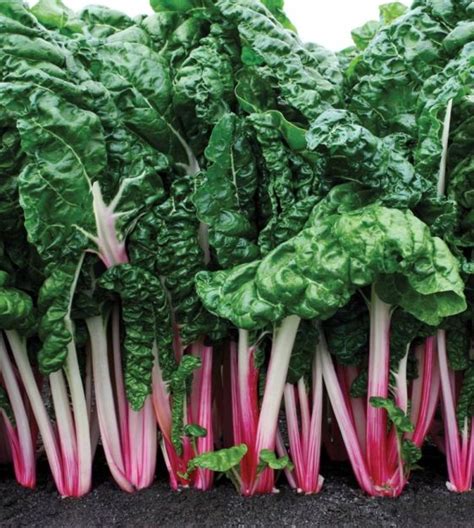 Peppermint Chard John Scheepers Kitchen Garden Seeds