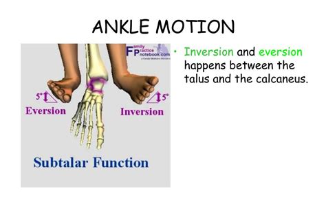 Ppt Ankle Anatomy Powerpoint Presentation Free Download Id30309