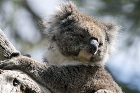 This Is A Close Up Of A Koala Stock Photo Image Of Brown White