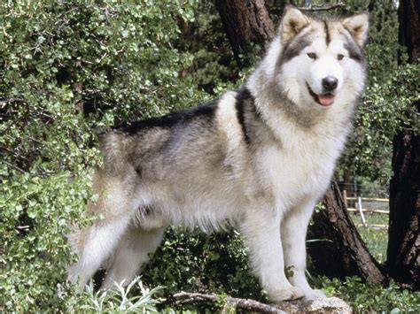 Alaskan Malamute Wallpapers Wallpaper Cave