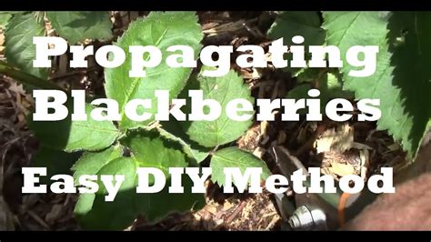 How To Propagate Blackberries Use This Easy Diy Method And Save Lots