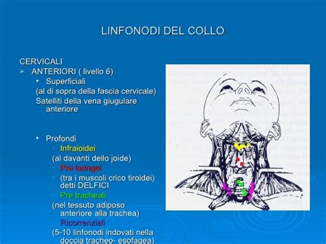 Linfonodi Della Testa E Del Collo Illustrazione Vettoriale