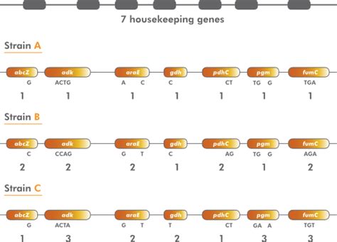 We did not find results for: Multilocus sequence typing (MLST) analysis | Applied Maths