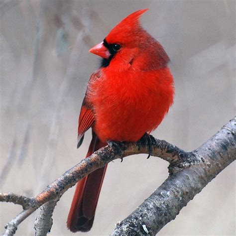 The Great Backyard Bird Count Starts Today Its Not Too Late To Sign