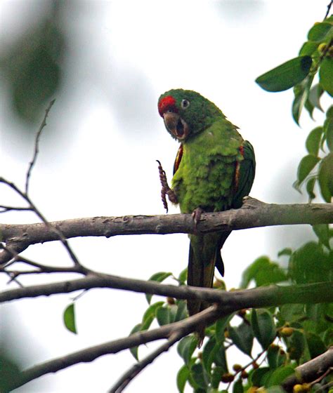 Crimson Fronted Parakeet Retired In Costa Rica