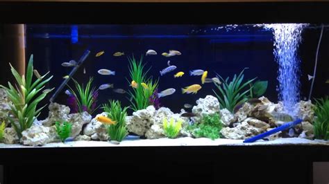 450l African Cichlid Aquarium Youtube
