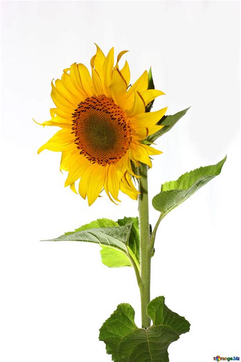 Sunflower Isolated Free Image № 32766
