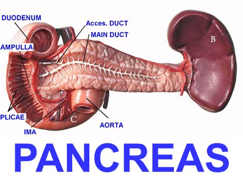 Anatomy Of The Duodenum Pancreas And Spleen