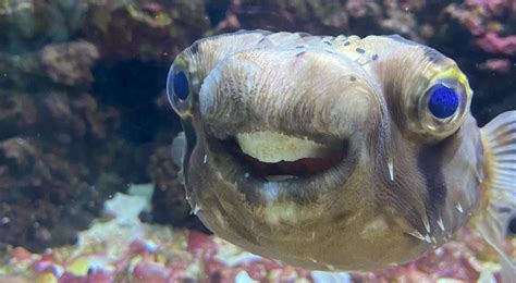 Smiling Puffer Fish