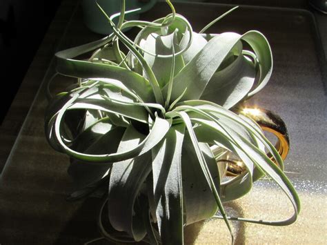 In addition, commercial growers often sell the plants in a blooming stage, and the plants will not rebloom. PlantFiles Pictures: Tillandsia Bromeliad, Air Plant ...