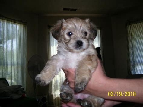 Get a boxer, husky, german shepherd sweet hypoallergenic yorkshire terrier (yorkie) puppies for new family they will be ready for pick up next week absolutely adorable and very. teacup yorkie poo puppies for sale | teacup yorkie poo for ...