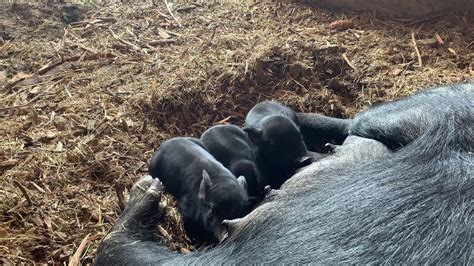 Piglets Around Mama And Feeding Wednesday Morning Youtube