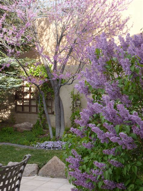 The Power Of Purple In A Spring Garden Setting Lilacs Phlox And