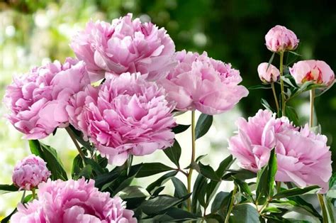 When And How To Divide Peonies Essential Guide Petal Republic