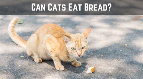 So it's pretty pointless to feed any bread to them. Kitty Nutrition - Can Cats Eat Bread? - Cool Cat Tree House
