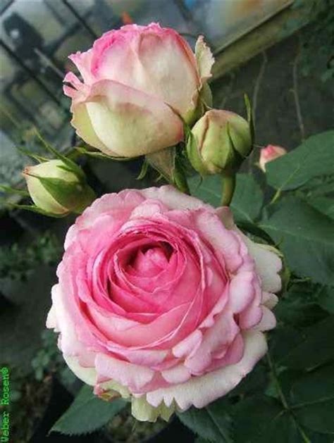 Strauchrose „eden Rose 85 Rosen Blumen Risse