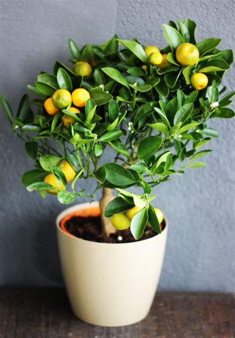 How To Care For An Indoor Orange Tree Smart Garden Guide